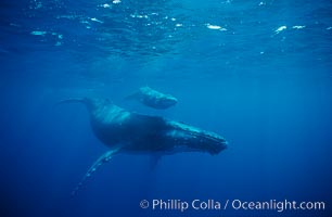 North Pacific humpback whale, cow/calf, Megaptera novaeangliae, Maui