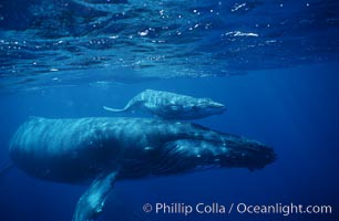 North Pacific humpback whale, cow/calf, Megaptera novaeangliae, Maui