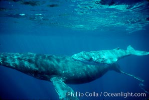 North Pacific humpback whale, cow/calf, Megaptera novaeangliae, Maui