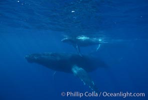 North Pacific humpback whale, cow/calf, Megaptera novaeangliae, Maui