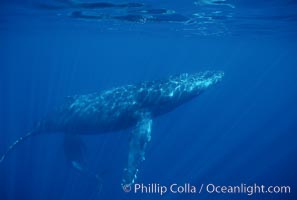 North Pacific humpback whale, cow/calf, Megaptera novaeangliae, Maui