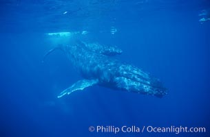 North Pacific humpback whale, cow/calf, research divers, Megaptera novaeangliae, Maui