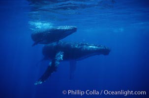 North Pacific humpback whale, mother and calf, Megaptera novaeangliae, Maui