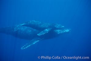 North Pacific humpback whale, mother and calf, Megaptera novaeangliae, Maui