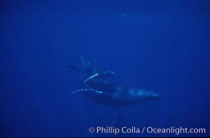 Humpback whale mother and calf, Megaptera novaeangliae, Maui