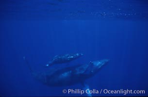 Humpback whale mother and calf, Megaptera novaeangliae, Maui