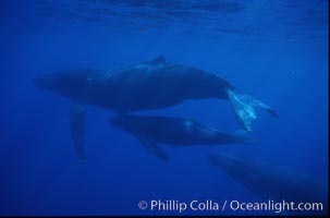 Humpback whale mother, calf and escort, Megaptera novaeangliae, Maui
