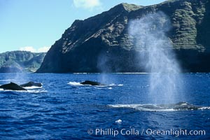 Humpback whale competitive group, surfacing and blowing, Megaptera novaeangliae, Molokai