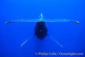 Adult male humpback whale singing, suspended motionless underwater.  Only male humpbacks have been observed singing.  All humpbacks in the North Pacific sing the same whale song each year, and the song changes slightly from one year to the next, Megaptera novaeangliae, Maui