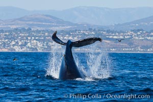 A humpback whale raises it fluke out of the water, the coast of Del Mar and La Jolla is visible in the distance, Megaptera novaeangliae