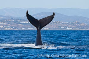 A humpback whale raises it fluke out of the water, the coast of Del Mar and La Jolla is visible in the distance, Megaptera novaeangliae