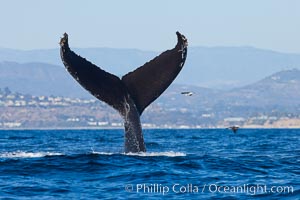 A humpback whale raises it fluke out of the water, the coast of Del Mar and La Jolla is visible in the distance, Megaptera novaeangliae