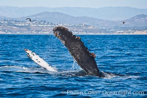 A humpback whale raises it pectoral fin out of the water, the coast of Del Mar and La Jolla is visible in the distance, Megaptera novaeangliae