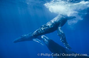 North Pacific humpback whales, socializing trio of adults, Megaptera novaeangliae, Maui