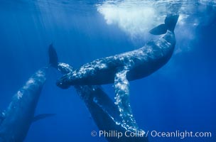 North Pacific humpback whales, socializing trio of adults, Megaptera novaeangliae, Maui