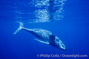 North Pacific humpback whale, calf, Maui