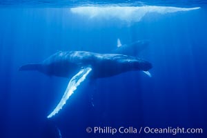 North Pacific humpback whale underwater, Maui