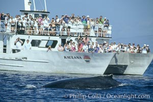North Pacific humpback whale rounds out in front of whale watching boat, Megaptera novaeangliae, Maui