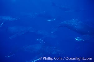 North Pacific humpback whale, 11 whales in active group, Megaptera novaeangliae, Maui