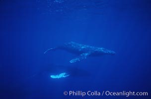 North Pacific humpback whale, Megaptera novaeangliae, Maui