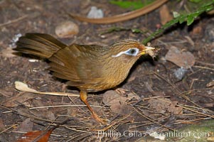 Hwamei, a bird native to China, Taiwan and Indochina, Garrulax canorus