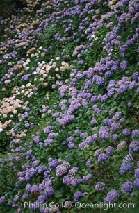 Hydrangea flowers, Sao Miguel Island