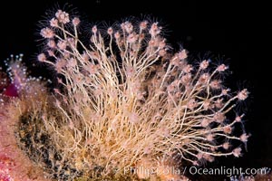 Unidentified likely hydroid, filtering nutrients from passing ocean currents, oil rigs, southern California