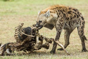 Hyena consuming wildebeest carcass, Kenya, They hyena has strong jaws that allow it to break carcass bones and eat the marrow within, Crocuta crocuta, Olare Orok Conservancy