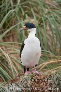 Imperial shag or blue-eyed shag, in tussock grass.  The Imperial Shag is about 30" long and 4-8 lbs, with males averaging larger than females.  It can dive as deep as 80' while foraging for small benthic fish, crustaceans, polychaetes, gastropods and octopuses, Leucocarbo atriceps, Phalacrocorax atriceps, New Island