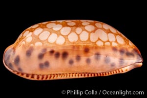 Retifera form of Indian Jester Cowrie, Cypraea scurra indica retifera