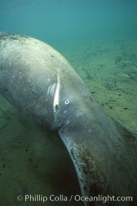 West Indian manatee at Three Sisters Springs, Florida, Trichechus manatus, Crystal River