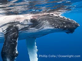 Inquisitive Calf South Pacific Humpback Whale Underwater, Moorea, French Polynesia, Megaptera novaeangliae