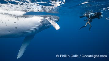 Inquisitive Calf South Pacific Humpback Whale Underwater, Moorea, French Polynesia, Megaptera novaeangliae