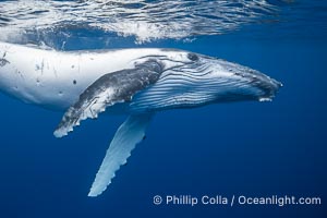 Inquisitive Calf South Pacific Humpback Whale Underwater, Moorea, French Polynesia, Megaptera novaeangliae