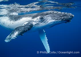 Inquisitive Calf South Pacific Humpback Whale Underwater, Moorea, French Polynesia, Megaptera novaeangliae