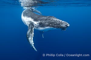 Inquisitive Calf South Pacific Humpback Whale Underwater, Moorea, French Polynesia, Megaptera novaeangliae