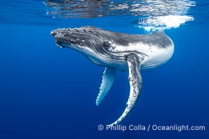 Inquisitive Calf South Pacific Humpback Whale Underwater, Moorea, French Polynesia, Megaptera novaeangliae