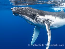 Inquisitive Calf South Pacific Humpback Whale Underwater, Moorea, French Polynesia, Megaptera novaeangliae