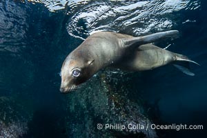 Inquisitive young California sea lion underwater, this is a pup-of-the-year born in June and only about five months old, Coronado Islands near San Diego, Baja California, Mexico, Zalophus californianus, Coronado Islands (Islas Coronado)