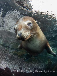 Inquisitive young California sea lion underwater, this is a pup-of-the-year born in June and only about five months old, Coronado Islands near San Diego, Baja California, Mexico, Zalophus californianus, Coronado Islands (Islas Coronado)