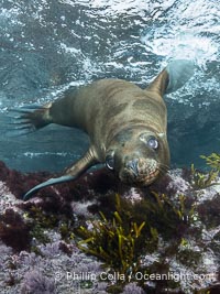 Inquisitive young California sea lion underwater, this is a pup-of-the-year born in June and only about five months old, Coronado Islands near San Diego, Baja California, Mexico, Zalophus californianus, Coronado Islands (Islas Coronado)