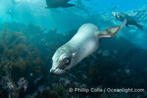 Inquisitive young California sea lion underwater, this is a pup-of-the-year born in June and only about five months old, Coronado Islands near San Diego, Baja California, Mexico, Zalophus californianus, Coronado Islands (Islas Coronado)