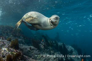 Inquisitive young California sea lion underwater, this is a pup-of-the-year born in June and only about five months old, Coronado Islands near San Diego, Baja California, Mexico, Zalophus californianus, Coronado Islands (Islas Coronado)