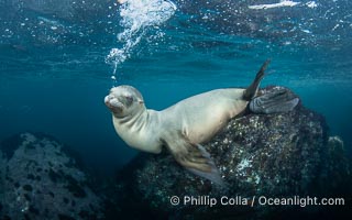 Inquisitive young California sea lion underwater, this is a pup-of-the-year born in June and only about five months old, Coronado Islands near San Diego, Baja California, Mexico, Zalophus californianus, Coronado Islands (Islas Coronado)