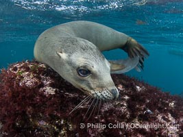 Inquisitive young California sea lion underwater, this is a pup-of-the-year born in June and only about five months old, Coronado Islands near San Diego, Baja California, Mexico, Zalophus californianus, Coronado Islands (Islas Coronado)