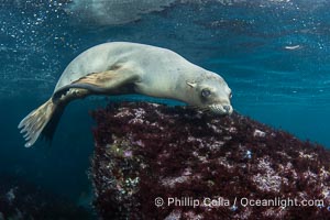 Inquisitive young California sea lion underwater, this is a pup-of-the-year born in June and only about five months old, Coronado Islands near San Diego, Baja California, Mexico, Zalophus californianus, Coronado Islands (Islas Coronado)