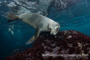 Inquisitive young California sea lion underwater, this is a pup-of-the-year born in June and only about five months old, Coronado Islands near San Diego, Baja California, Mexico, Zalophus californianus, Coronado Islands (Islas Coronado)