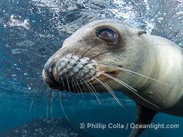 Inquisitive young California sea lion underwater, this is a pup-of-the-year born in June and only about five months old, Coronado Islands near San Diego, Baja California, Mexico, Zalophus californianus, Coronado Islands (Islas Coronado)