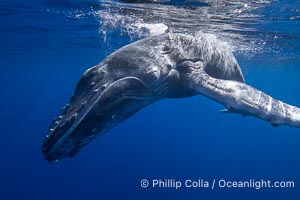 Inquisitive South Pacific Humpback Whale Underwater, Moorea, French Polynesia, Megaptera novaeangliae