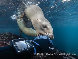 Inquisitive young California sea lion underwater inspects my glove by gently mouthing it. This is a pup-of-the-year born in June and only about five months old. Sea lions are tactile creatures and learn about objects and their surroundings by biting on them. Coronado Islands near San Diego, Baja California, Mexico, Zalophus californianus, Coronado Islands (Islas Coronado)